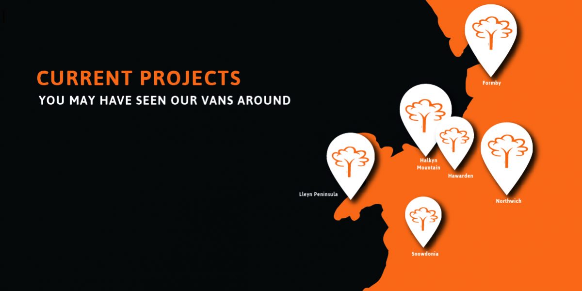 Arboricultural projects throughout North Wales & North West
